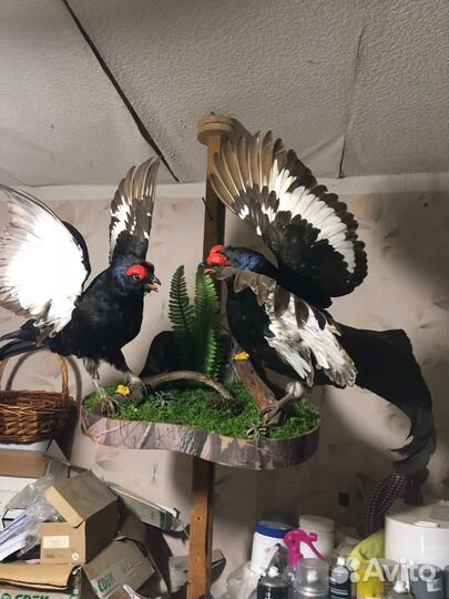 Чучела животных