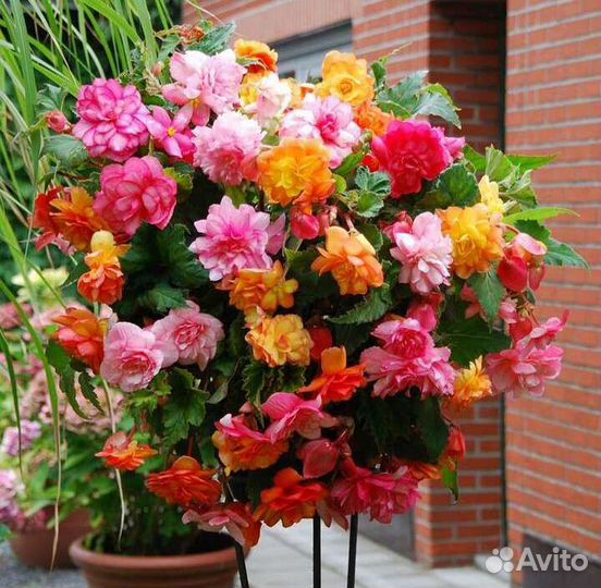 Клубни бегоний разных сортов