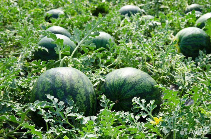 Арбуз оптом