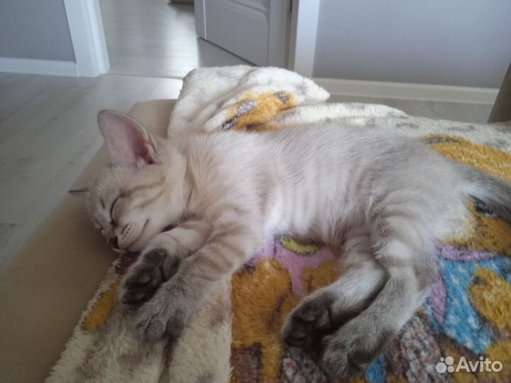 Маскарадные котята