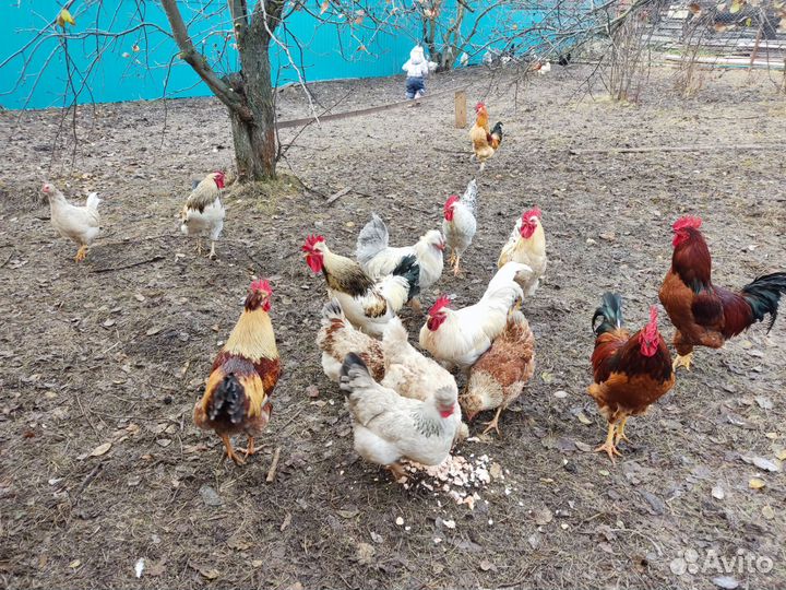 Молодые петухи