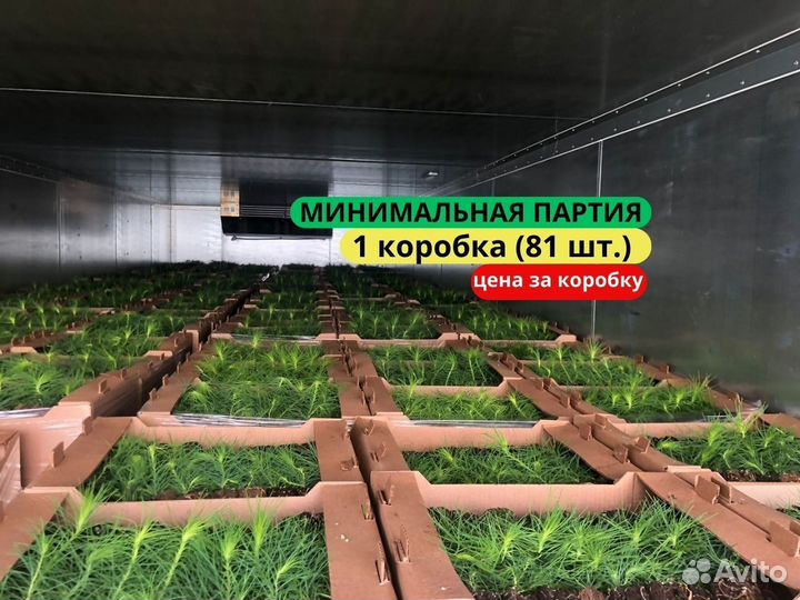 Саженцы сосны обыкновенной зкс