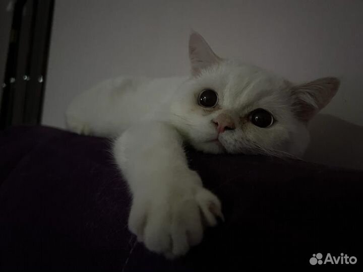 Персидский кот
