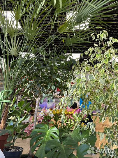 Комнатные растения фикусы/колеусы Другое