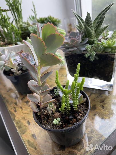 Суккуленты набор