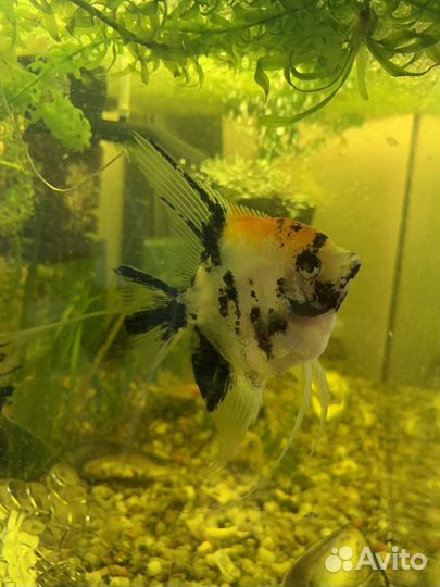 Скалярия, сомы