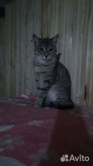 Кошка Тонечка ищет семью