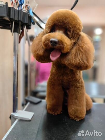 Пудель вязка