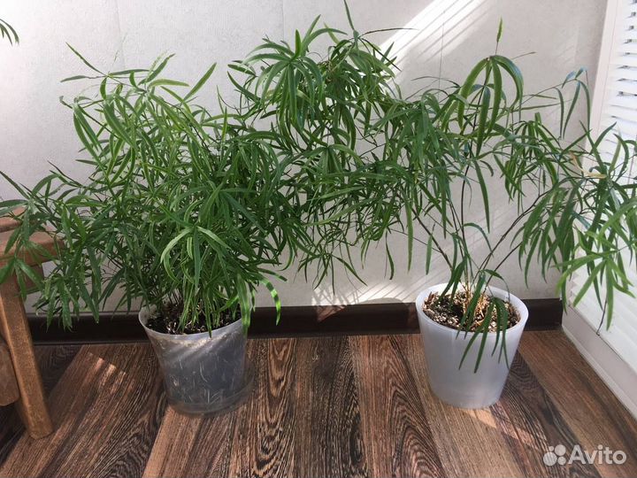 Аспарагус серповидный