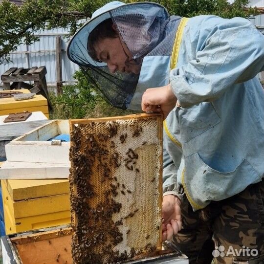 Свежий мёд Акация 2024 года