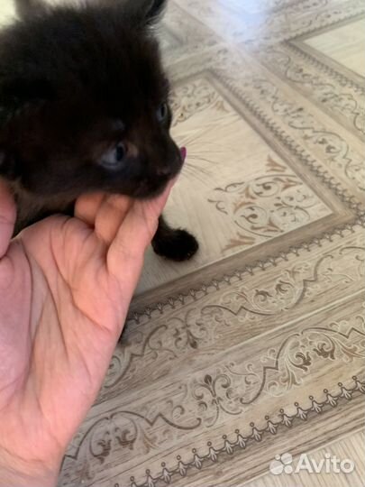 Котята в добрые руки даром