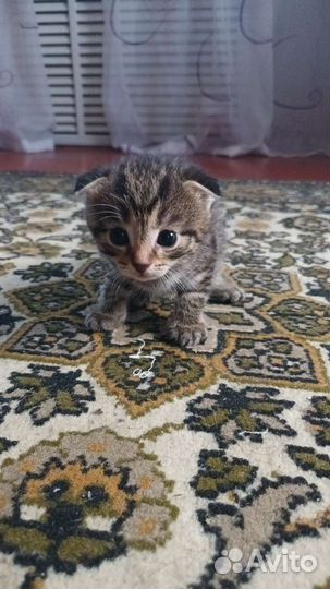 Шотландская