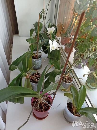 Орхидея