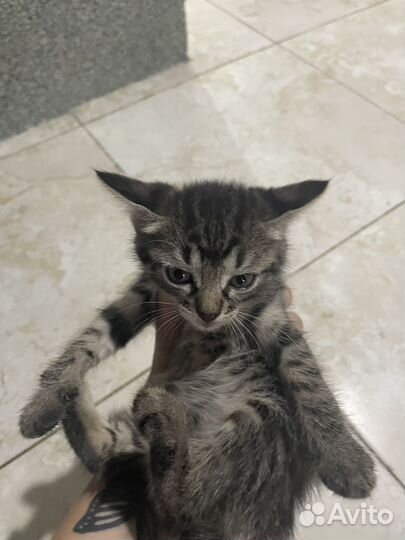 Кошка в дар