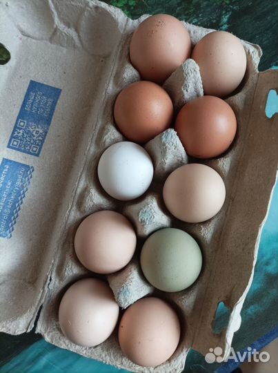 Домашние куриные яйца