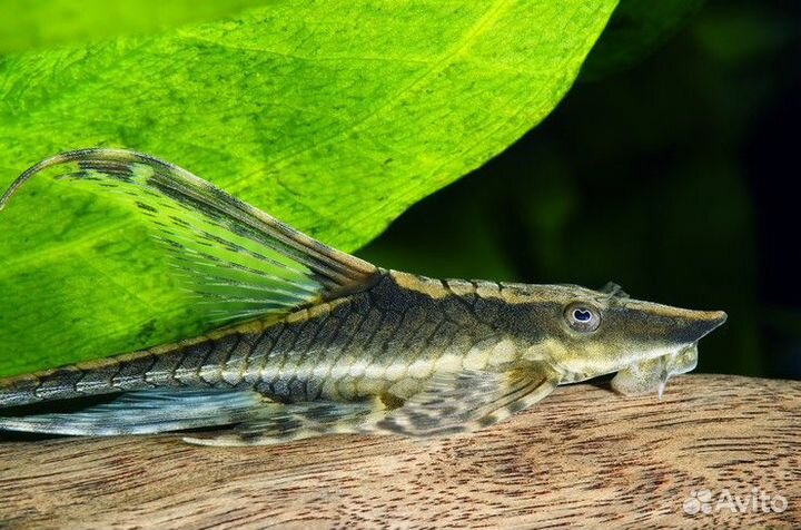 Стурисома панамская собственного разведения