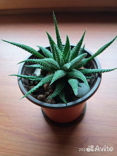 Суккуленты хавортия