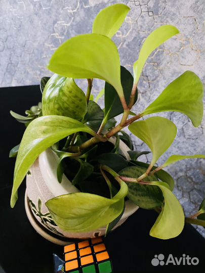 Кливия. Пеперомия. Драцена