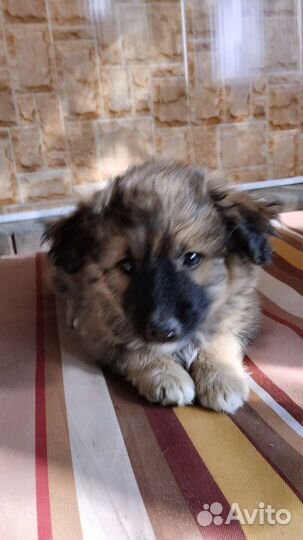 Собака в добрые руки отдам бесплатно