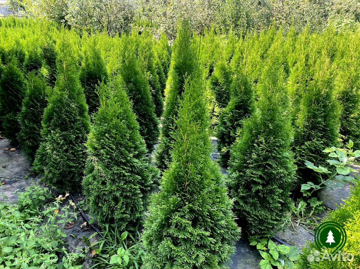 Туя Смарагд для дачи. Питомник