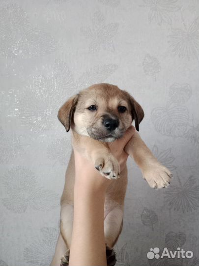 Щенки
