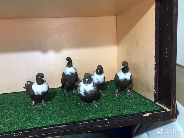 Краснодарские бойные голуби