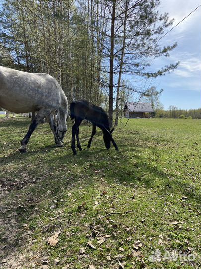 Орловский рысак жеребенок и лошадь