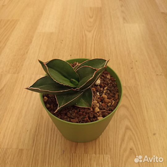 Сансевиерия сортовая