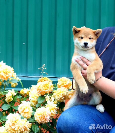 Классные щенки сиба шиба ину