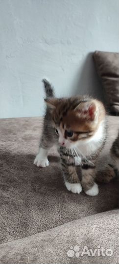 Котята в любящие руки