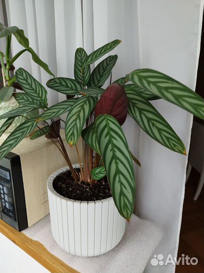 Ктенанта в кашпо