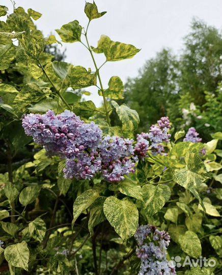 Сирень вариегатная пион пузыреплодник