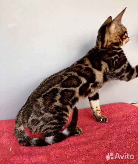 Бенгальская девочка