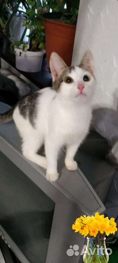 Котенок мальчик