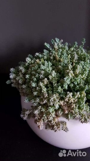 Суккулент Седум дасифиллюм (очиток)