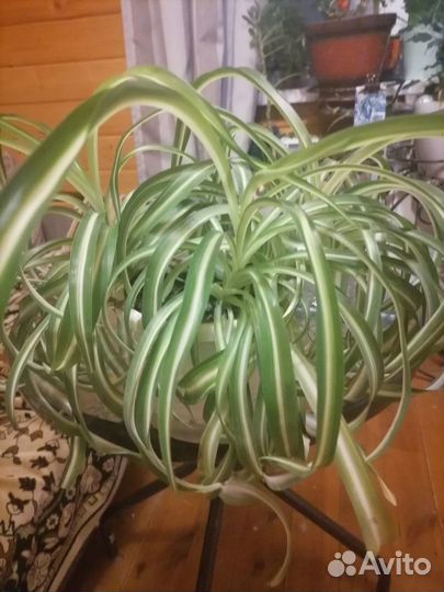 Хлорофитум кудрявый