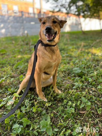 Спасите меняиз приюта