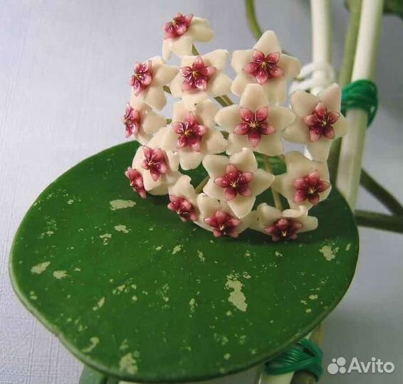 Хойи Белла альба, Обовата сплеш