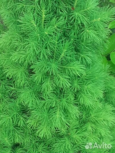 Ель Коника,можжевельник,туя