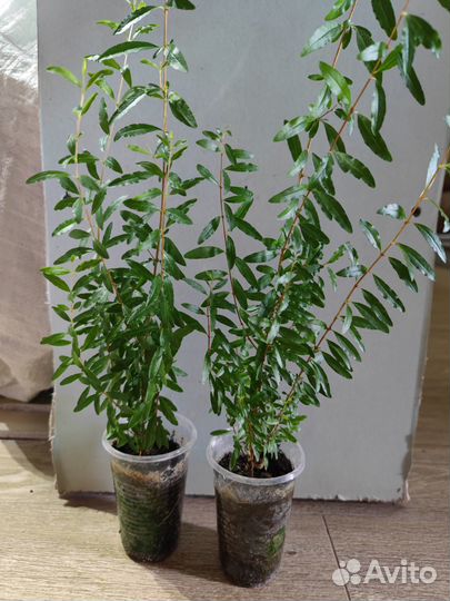 Домашний гранат