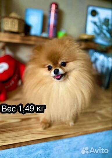 Померанский шпиц вязка