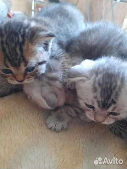 Шотландские котята