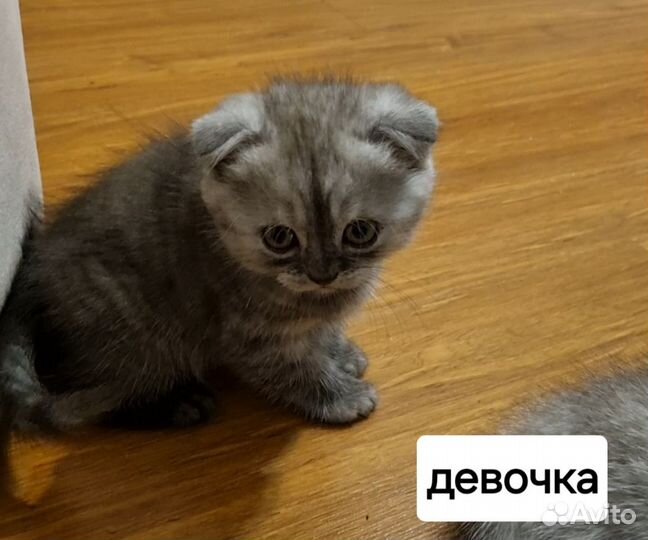 Шотландские вислоухие котята