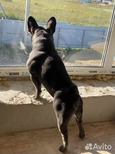 Французский бульдог кобель вязка