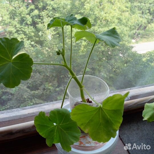 Пеларгония герань