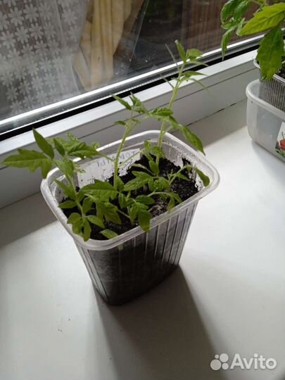 Рассада помидор домашние