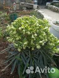 Морозник растение