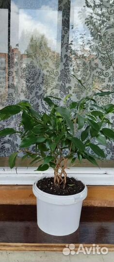 Фикус Бенджамина