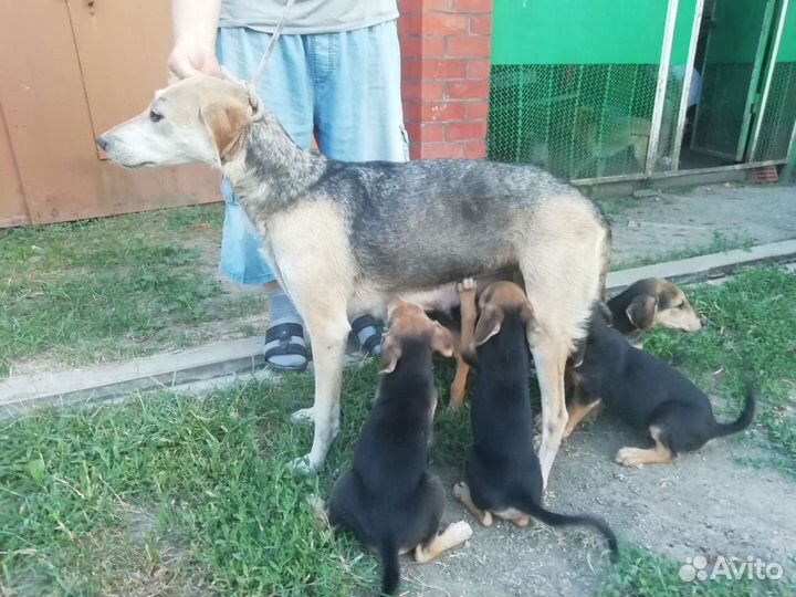 Русская гончая