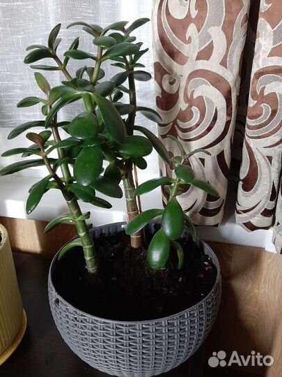 Крассула толстянка